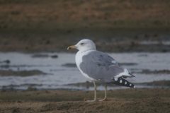 Armenian-Gull-2-8-scaled