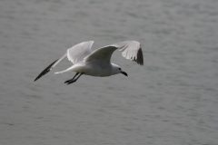 Audouins-Gull-40.CR2_-scaled