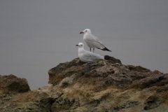 Audouins-Gull-8.CR2_-scaled