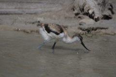 Avocet-Juvenile-8.CR2_-scaled