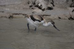 Avocet-Juvenile-9.CR2_-scaled