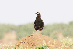 Black-Francolin-4