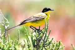 Black-headed