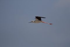 Black-winged-Stilt-11.CR2_-scaled