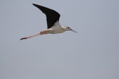 Black-winged-Stilt.CR2_-scaled
