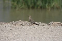 Collared-Pratincole-12.CR2_-scaled