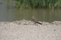 Collared-Pratincole-15.CR2_-scaled