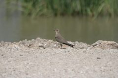 Collared-Pratincole-16.CR2_-scaled