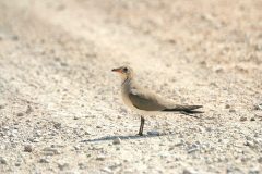 Collared-Pratincole-261-scaled