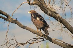 DSC084071-scaled