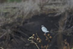 DSC08472-scaled