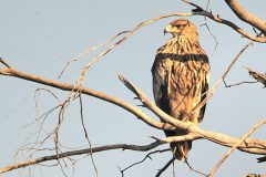 Eastern-Imperial-Eagle-471-scaled