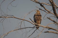 Eastern-Imperial-Eagle-51-scaled