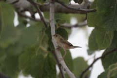 Fan-tailed-Warbler-18.CR2_-scaled