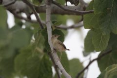 Fan-tailed-Warbler-20.CR2_-scaled