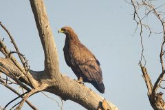 Great-Spotted-Eagle-2-scaled