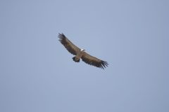 Griffon-Vuture-18.CR2_-scaled