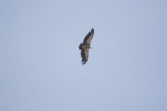 Griffon-Vuture-2.CR2_-scaled