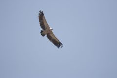 Griffon-Vuture-21.CR2_-scaled