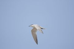 Gull-billed-Tern-1.CR2_-scaled