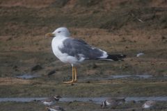 Heuglins-Gull-adult3-50-scaled