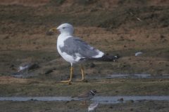 Heuglins-Gull-adult3-64-scaled