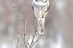 IMG_7509-scaled