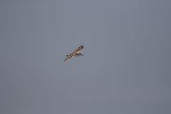 Kentish-Plover-2.CR2_-scaled