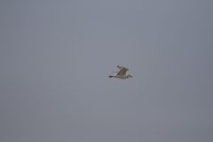 Kentish-Plover-3.CR2_-scaled