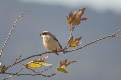 Lesser-Grey-Shrike-17-scaled