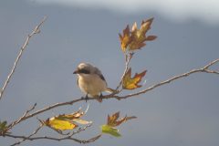 Lesser-Grey-Shrike-20-scaled