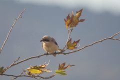 Lesser-Grey-Shrike-21-1-scaled