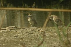 Marbled-Duck-Clot-10-scaled
