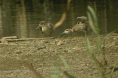 Marbled-Duck-Clot-11-scaled