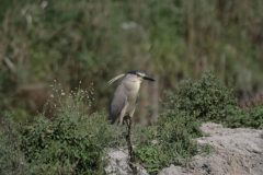 Night-Heron-27.CR2_-scaled