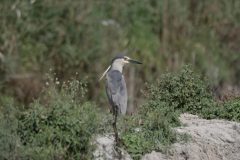 Night-Heron-33.CR2_-scaled