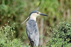 Night-Heron-34-scaled