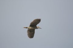 Night-Heron-5.CR2_-scaled
