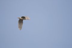 Night-Heron-8.CR2_-scaled