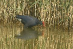 Purple-Gallinule-El-Hondo-8-scaled