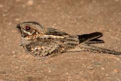 Red-necked-Nightjar-9-scaled