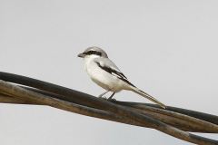 Southern-Grey-Shrike-elegans-25