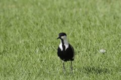 Spur-winged-Plover-2-scaled