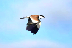 Spur-winged-Plover