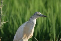 Squacco-Heron-14.CR2_-scaled