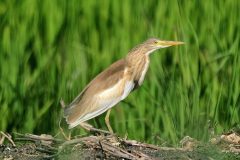 Squacco-Heron-5-scaled