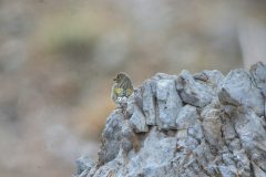 Syrian-Serin-14-scaled