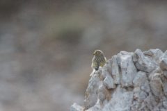 Syrian-Serin-2-scaled