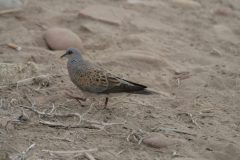 Turtle-Dove-4.CR2_-scaled