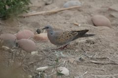 Turtle-Dove-5.CR2_-scaled